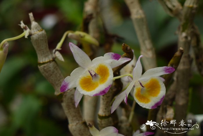 齿瓣石斛Dendrobium devonianum