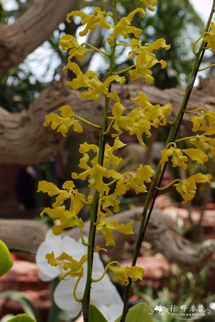 金地石斛Dendrobium discolor var. broomfieldii 金地石斛Dendrobium discolor var. broomfieldii