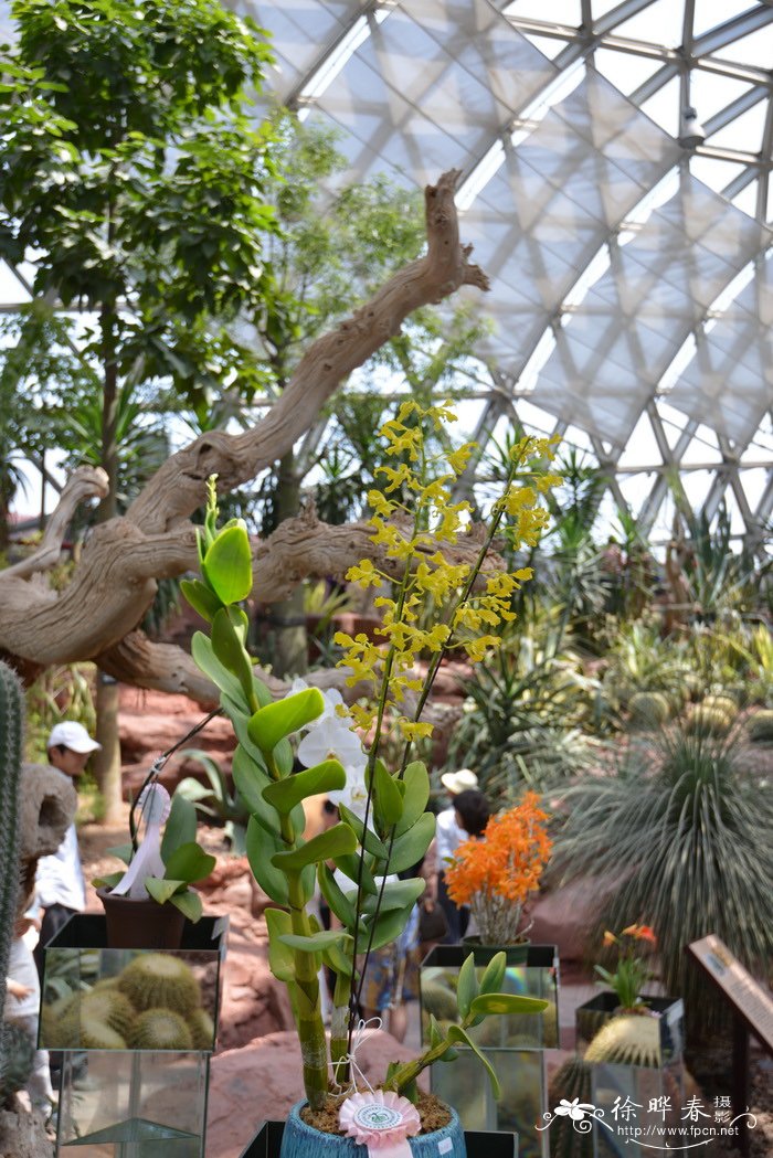 金地石斛Dendrobium discolor var. broomfieldii