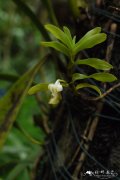 反瓣石斛 Dendrobium ellipsophyllum