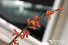 红鸽子石斛Dendrobium faciferum