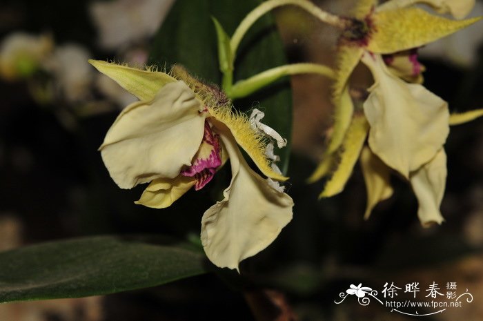 卓越石斛 Dendrobium eximium