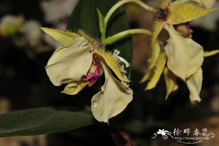 卓越石斛 Dendrobium eximium 卓越石斛 Dendrobium eximium