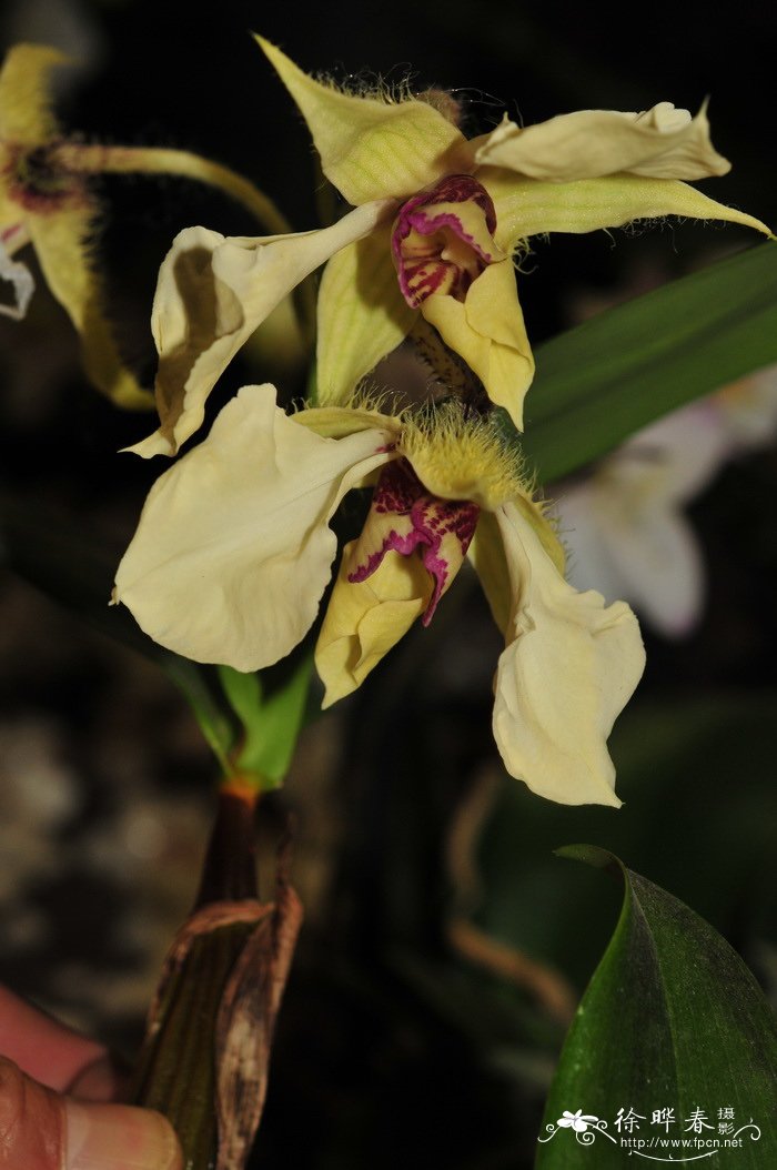 卓越石斛 Dendrobium eximium 卓越石斛 Dendrobium eximium