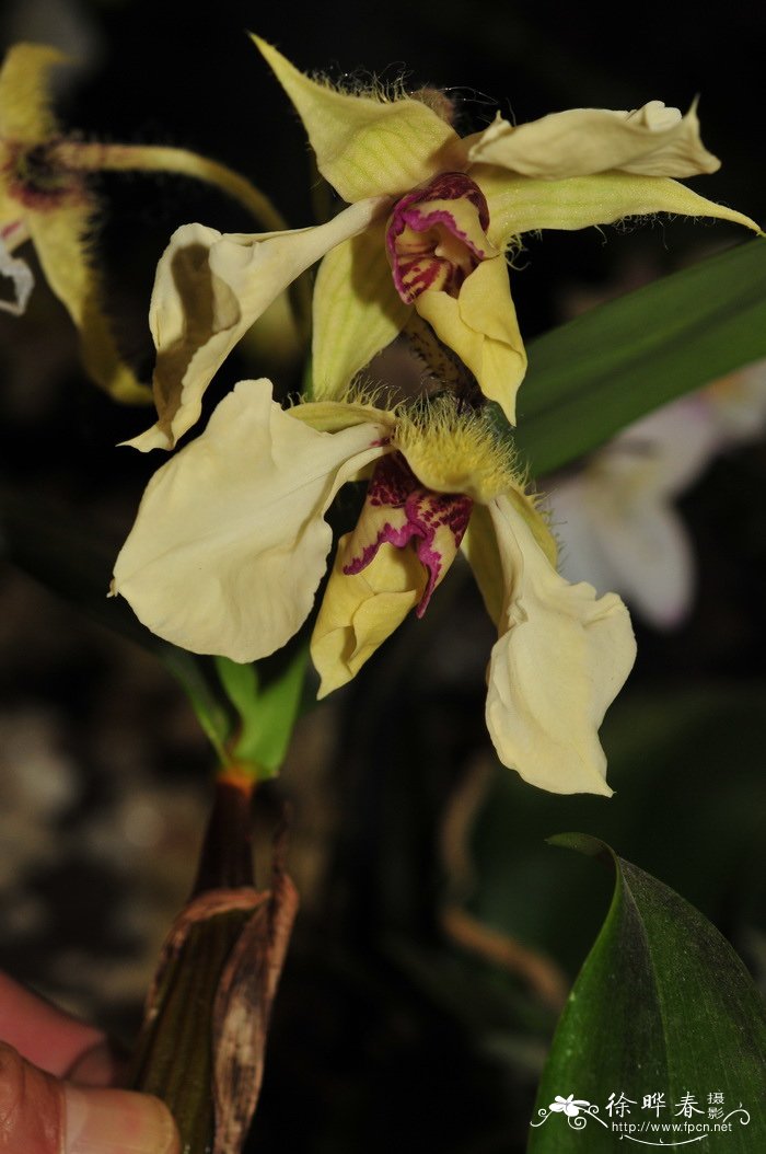 卓越石斛 Dendrobium eximium