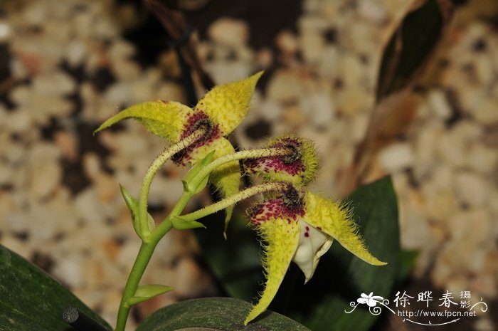 卓越石斛 Dendrobium eximium