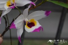 串珠石斛 Dendrobium falconeri