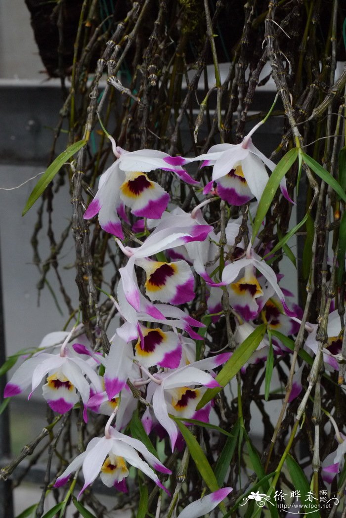 串珠石斛 Dendrobium falconeri