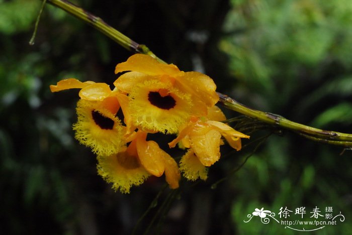 流苏石斛 Dendrobium fimbriatum