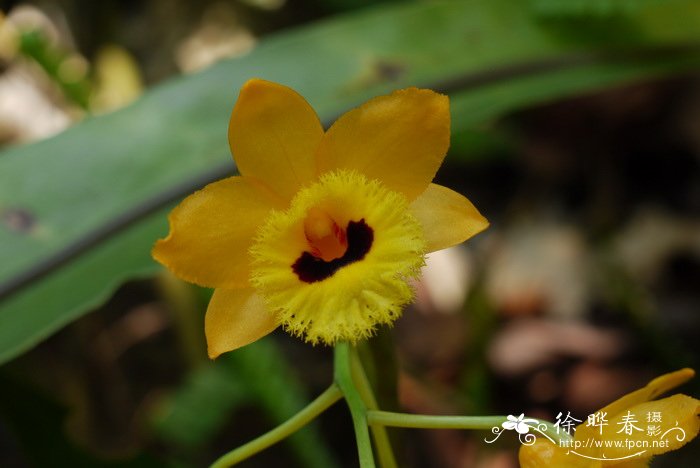 流苏石斛 Dendrobium fimbriatum