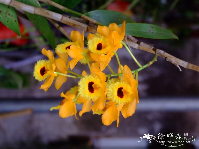 流苏石斛 Dendrobium fimbriatum