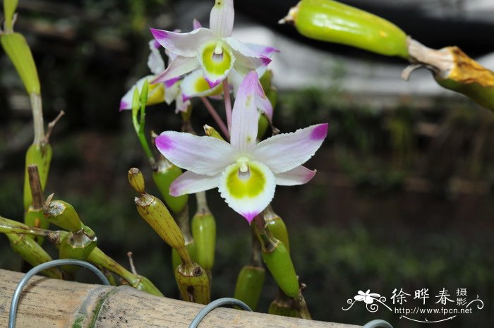 蜂腰石斛 Dendrobium findlayanum