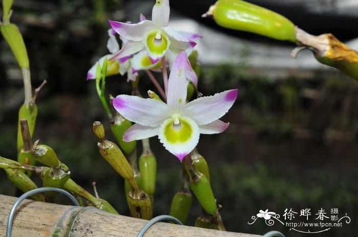 蜂腰石斛 Dendrobium findlayanum 蜂腰石斛 Dendrobium findlayanum