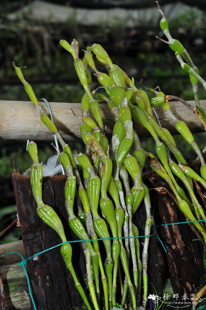 蜂腰石斛 Dendrobium findlayanum