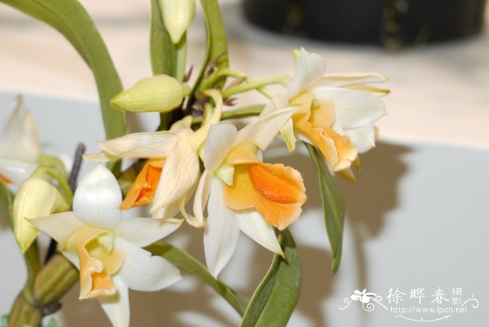 曙光 石斛dendrobium Frosty Dawn 花卉图片网