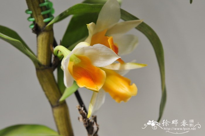 ‘曙光’石斛Dendrobium Frosty Dawn