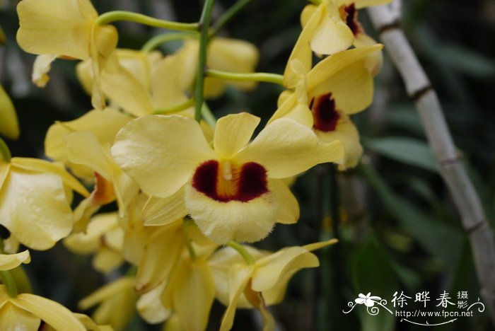 猫眼石斛Dendrobium Gatton Sunray