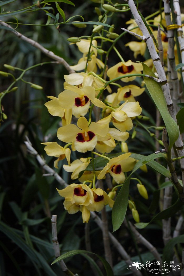 猫眼石斛Dendrobium Gatton Sunray