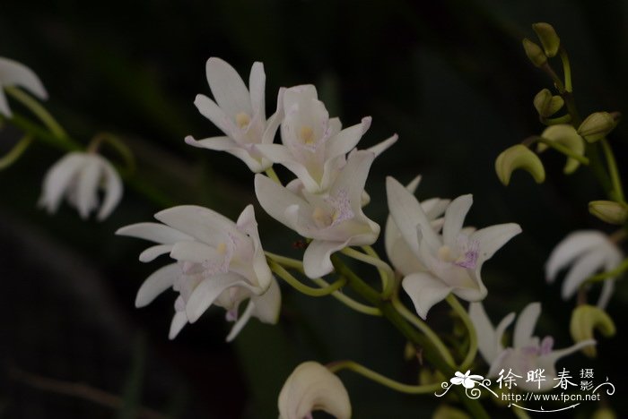 金斯卡石斛Dendrobium Ginsekai