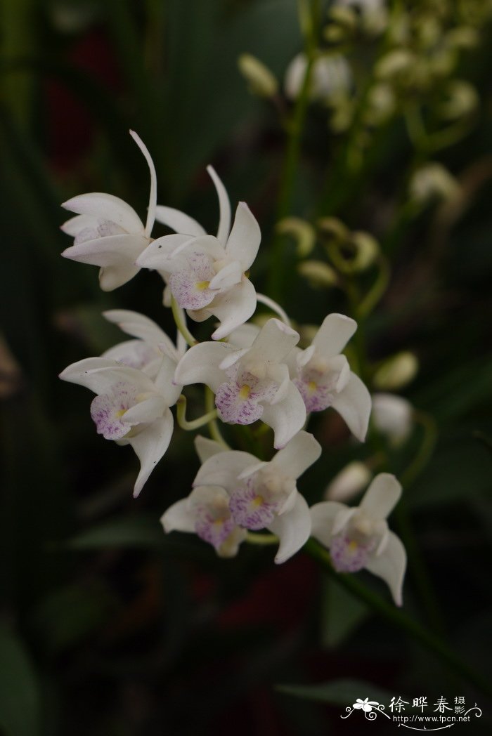金斯卡石斛Dendrobium Ginsekai