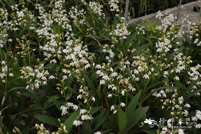 金斯卡石斛Dendrobium Ginsekai