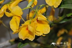 ‘金绫’石斛Dendrobium Golden Aya