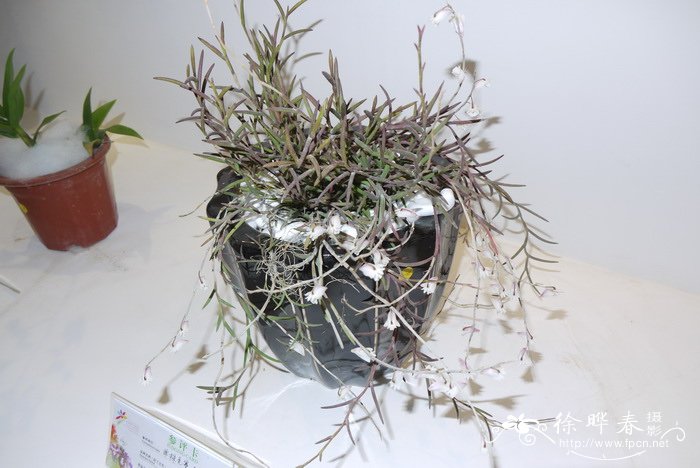 海南石斛Dendrobium hainanense