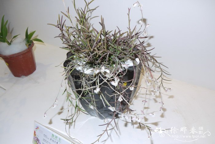 海南石斛Dendrobium hainanense 海南石斛Dendrobium hainanense