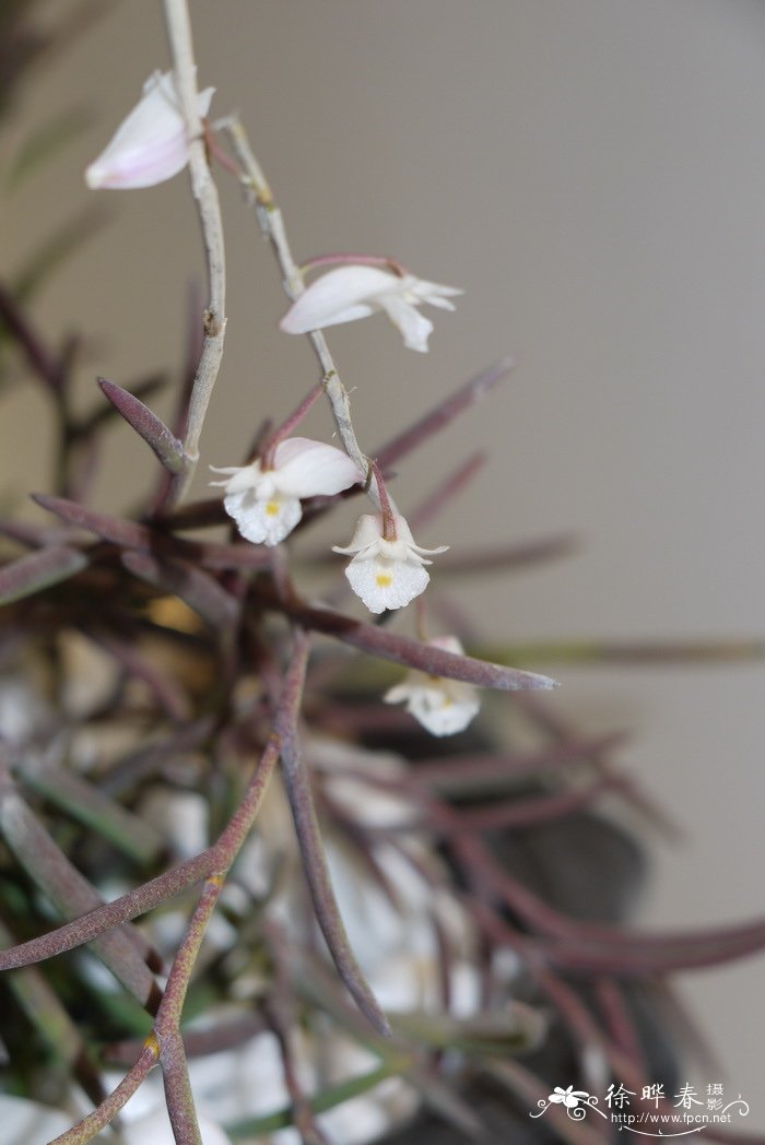 海南石斛Dendrobium hainanense