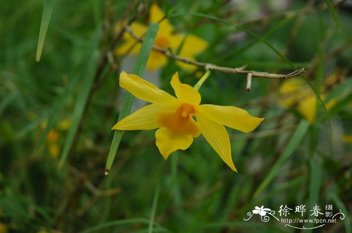 细叶石斛Dendrobium hancockii 细叶石斛Dendrobium hancockii