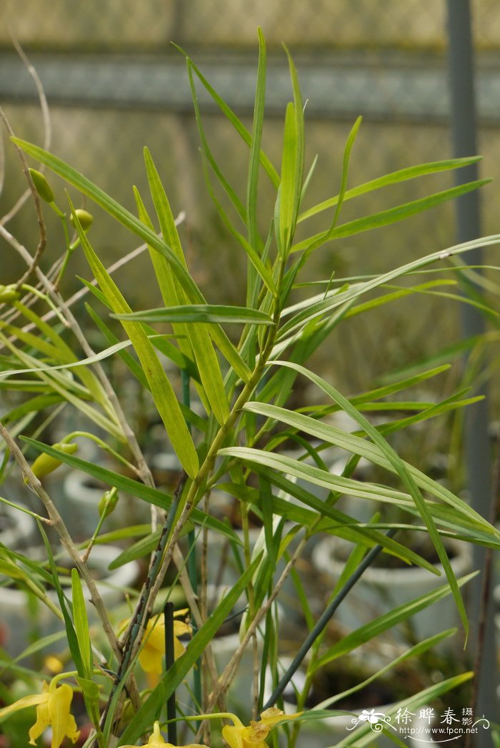 细叶石斛Dendrobium hancockii 细叶石斛Dendrobium hancockii