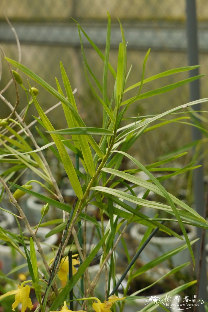 细叶石斛Dendrobium hancockii