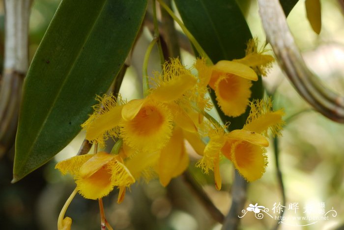 苏瓣石斛 Dendrobium harveyanum 苏瓣石斛 Dendrobium harveyanum