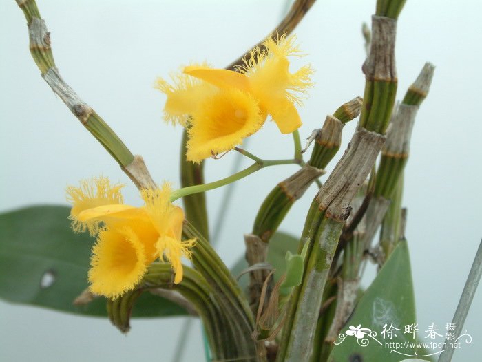 苏瓣石斛 Dendrobium harveyanum