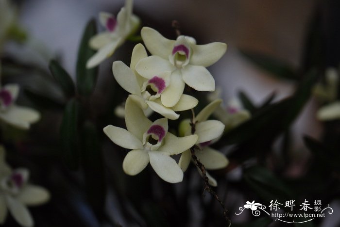 河南石斛 Dendrobium henanense 河南石斛 Dendrobium henanense