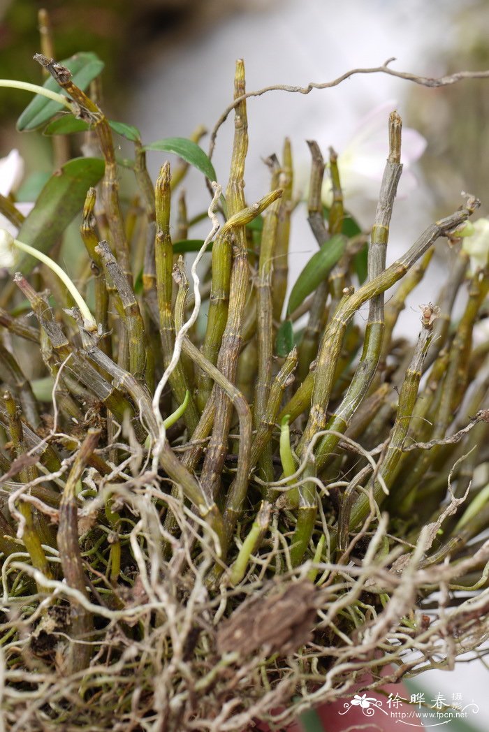 河南石斛 Dendrobium henanense