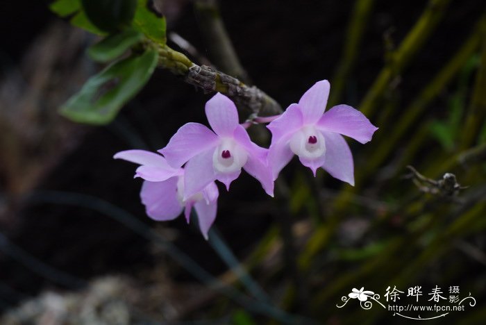 重唇石斛Dendrobium hercoglossum