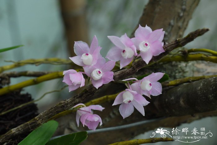 重唇石斛Dendrobium hercoglossum