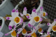 肿节石斛 Dendrobium pendulum