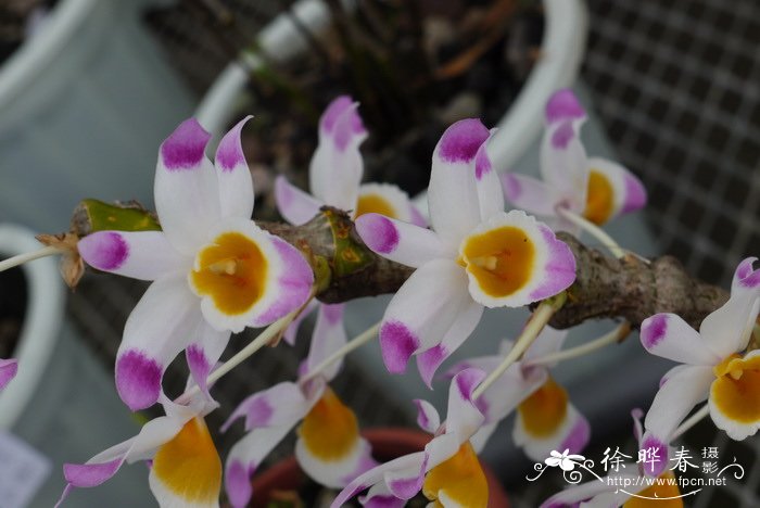 肿节石斛 Dendrobium pendulum 肿节石斛 Dendrobium pendulum
