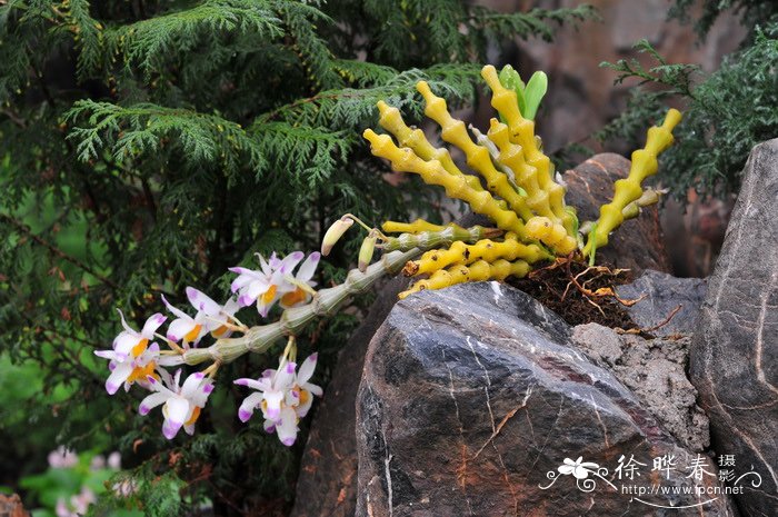 肿节石斛 Dendrobium pendulum 肿节石斛 Dendrobium pendulum