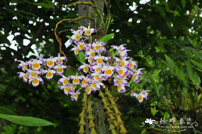 肿节石斛 Dendrobium pendulum