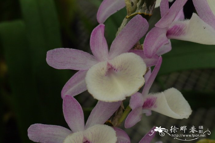 报春石斛 Dendrobium primulinum