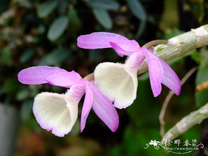 报春石斛 Dendrobium primulinum