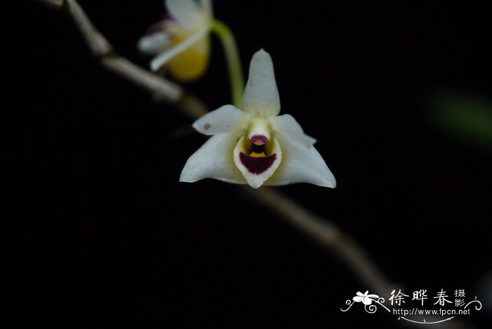 滇桂石斛 Dendrobium scoriarum