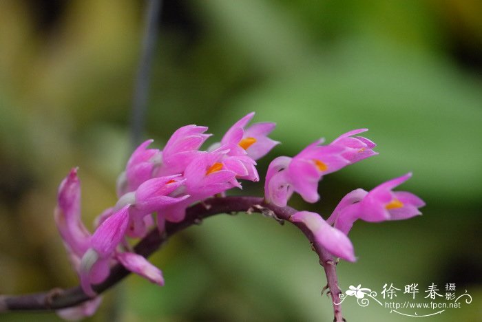 毛刷石斛Dendrobium secundum 毛刷石斛Dendrobium secundum