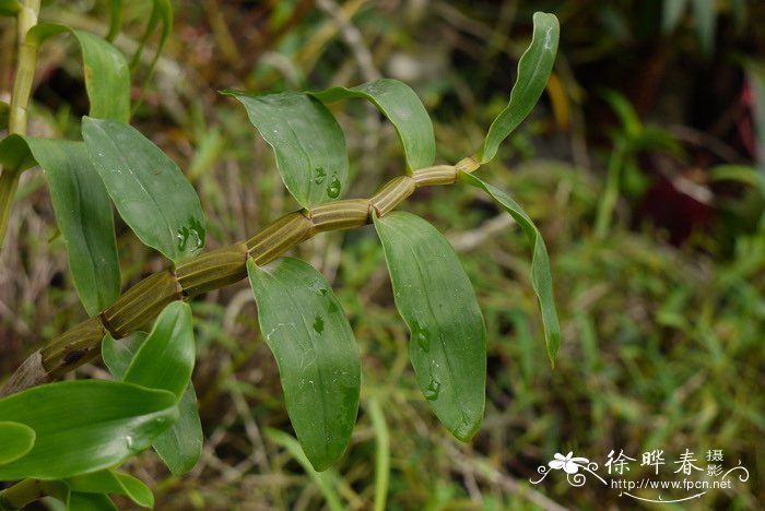 毛刷石斛Dendrobium secundum 毛刷石斛Dendrobium secundum