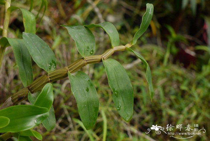 毛刷石斛Dendrobium secundum