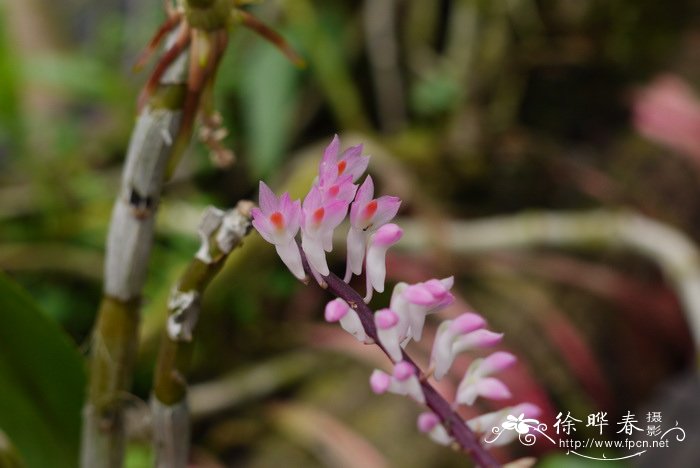 毛刷石斛Dendrobium secundum