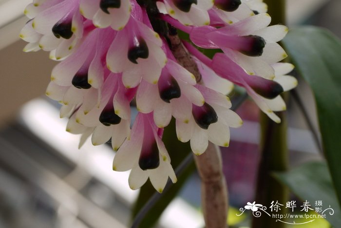 绿宝石斛Dendrobium smillieae 绿宝石斛Dendrobium smillieae